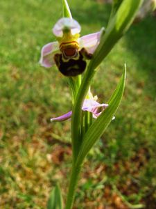 Ophrys apifera (10)