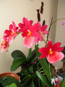 orchidees 3660Burrageara Nelly Isler (2)