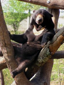 ours malais (espace zoologique de st martin la plaine)