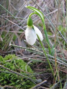02-fleurs-BD-renarde 0046