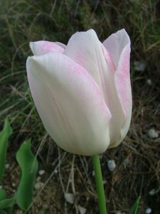 2009 04 15 049