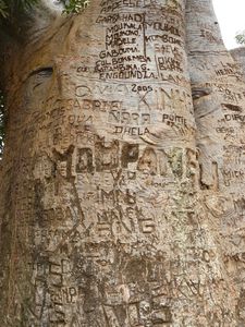 baobab-brazza inscriptions
