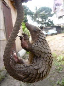 pangolin-manu-enroule