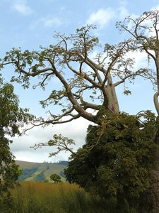 arbre brazza-baobab