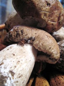 Bolets--4-.JPG