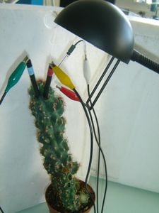 biopile dans un cactus