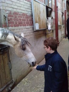 pou chevaux 4