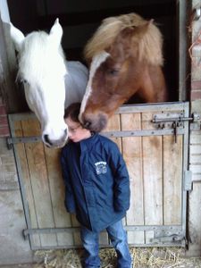 pou chevaux