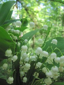 muguet-2011 4071