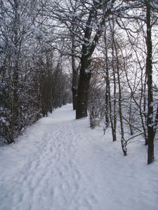 Balade-avec-les-chiens.JPG