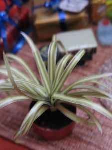 photo 0966