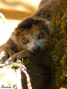 Lemur-couronne--2-----Reserve-zoologique-de-Calviac-2008.jpg