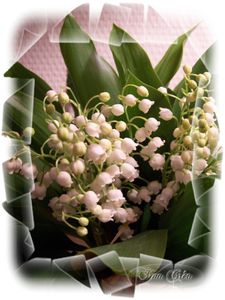 MUGUET.jpg