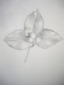 Esquisses dessins études et croquis : nature - Le dessin du jour : feuilles de houx au crayon hb F. Claire - Claire Frelon artiste peintre profesionnel en Morbihan - Bretagne - France - galerie de peinture