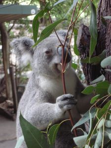 L-insatiable-Koala-inepuisable-mangeur-d-Eucalyptus.jpg