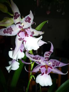 orchidée Nathalie