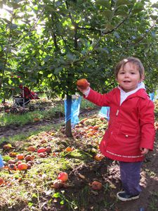 jeu gratuit cueillette des pommes