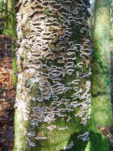 arbres à champignons