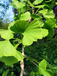 feuilles-Ginkgo-biloba