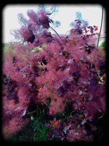 printemps-2013 0349
