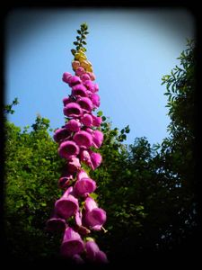 printemps-2013 20130716 141739