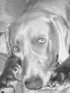 gris1