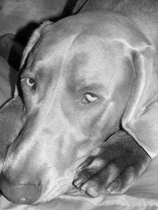 gris2