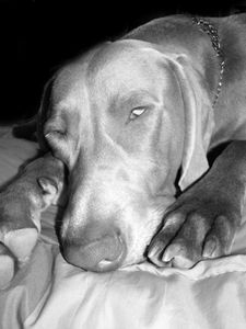 gris5
