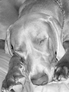 gris6