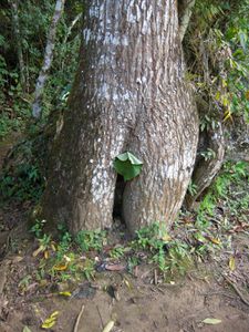 cuba-arbre-sexue-2.JPG