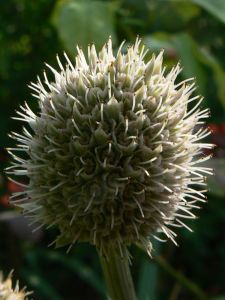 litchi-15-08-12.jpg