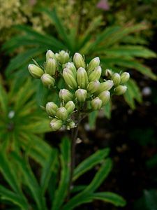 syneilesis aconitifolia 15 06 09 03