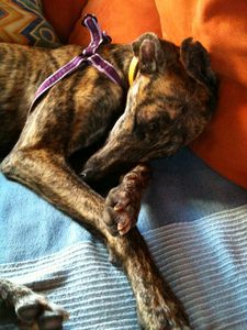 ARETA-3-galgos-ethique-europe.jpg