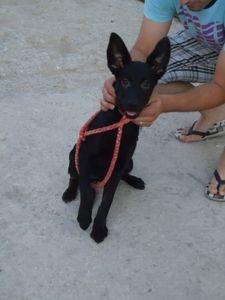lola2.jpg