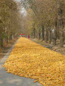 Photos-Tangjialing-Shigezhuang-061111-010.jpg