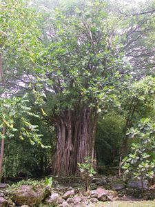 16-tour de Nuku Hiva 0110