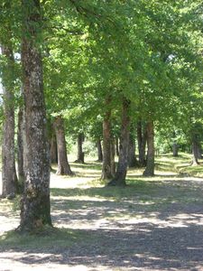 La forêt de Sérénac