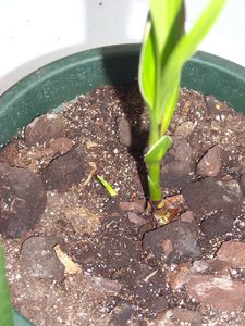 Bletilla hyacinthina striata