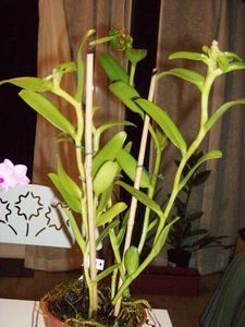 Epidendrum difforme adulte