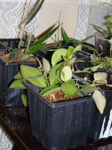 mélange hoya