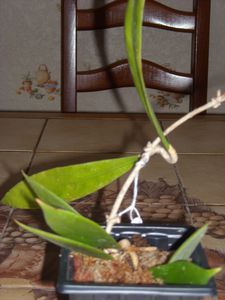Hoya sp. Palawan (Phillipines)