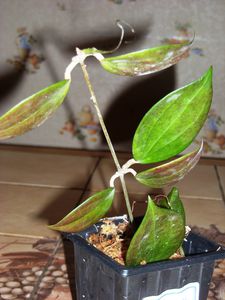 Hoya nicholsoniae