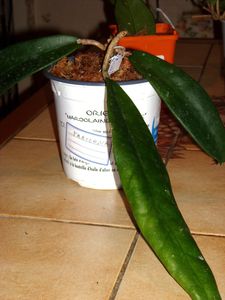 hoya fraterna