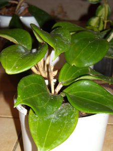 Hoya pentaphebia