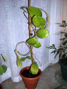 Hoya excavata
