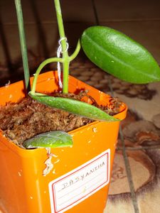 Hoya coronaria