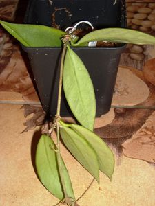 Hoya sp. Ambon