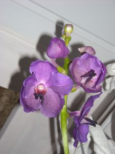 Vanda