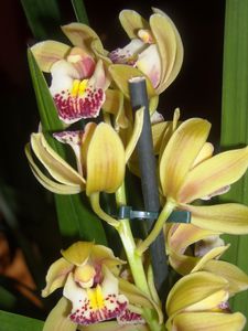Mini Cymbidium