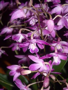 Dendrobium